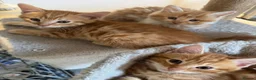 Mixed Breed cats for sale: Gorgeous Ginger & Fluffy Tabby Kittens - Advert 10