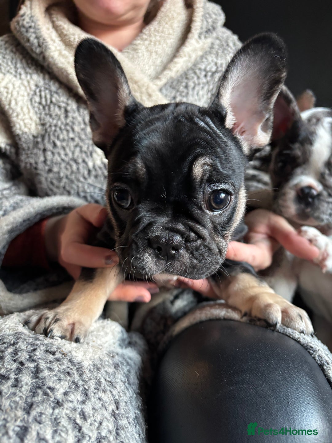 French Bulldog dogs for sale: (Price Reduced, 2 left) French Bulldog Puppies - Advert 23