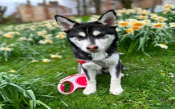 Utonagan dogs for sale: Bella 2yo husky - Image 1
