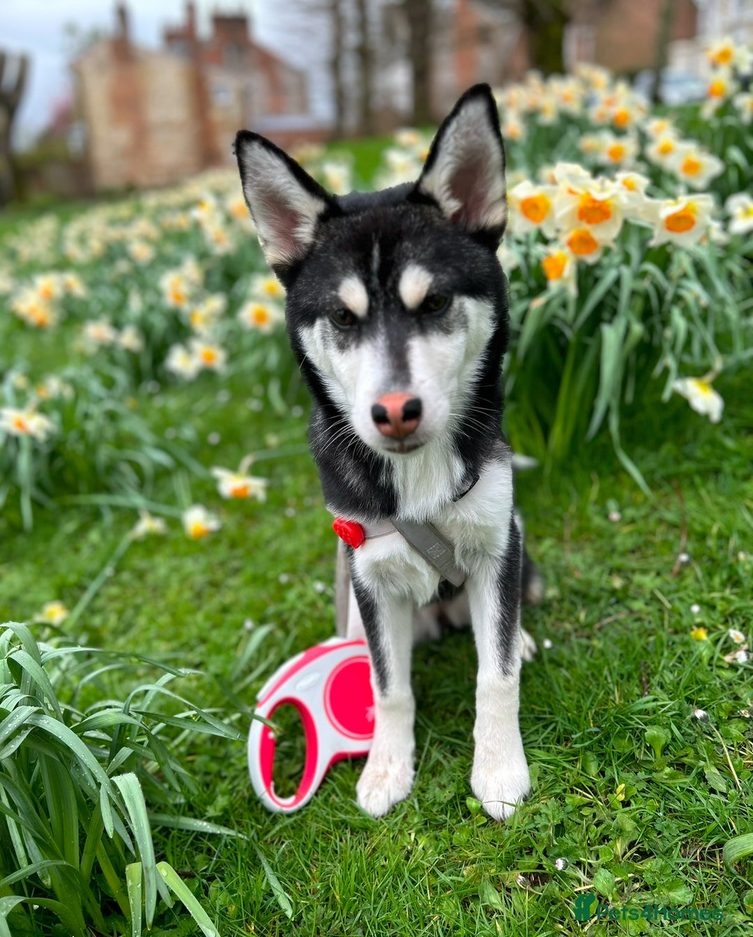 Utonagan dogs for sale: Bella 2yo husky - Image 1