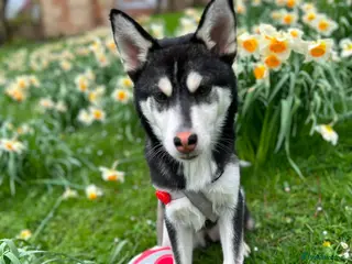 Utonagan dogs Bella 2yo husky - Advert 5