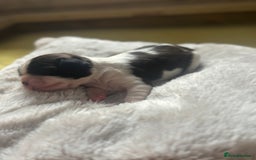 Cavalier King Charles Spaniel dogs for sale: Pugalier Pups ready for their new home!  - Image 9