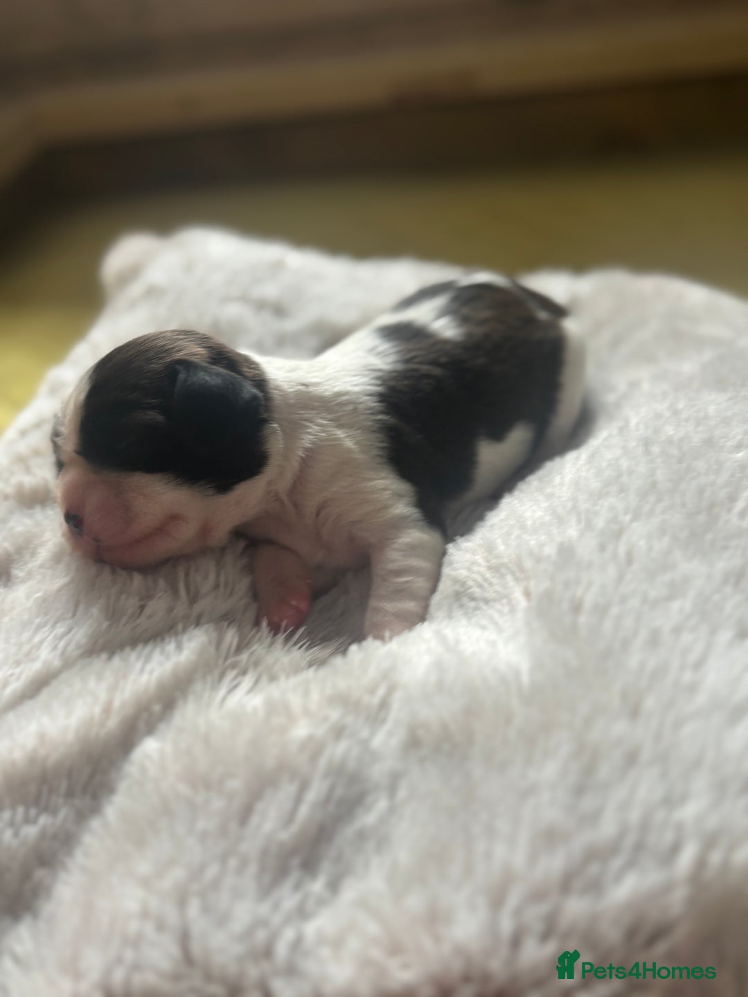 Cavalier King Charles Spaniel dogs for sale: Pugalier Pups ready for their new home!  - Image 9
