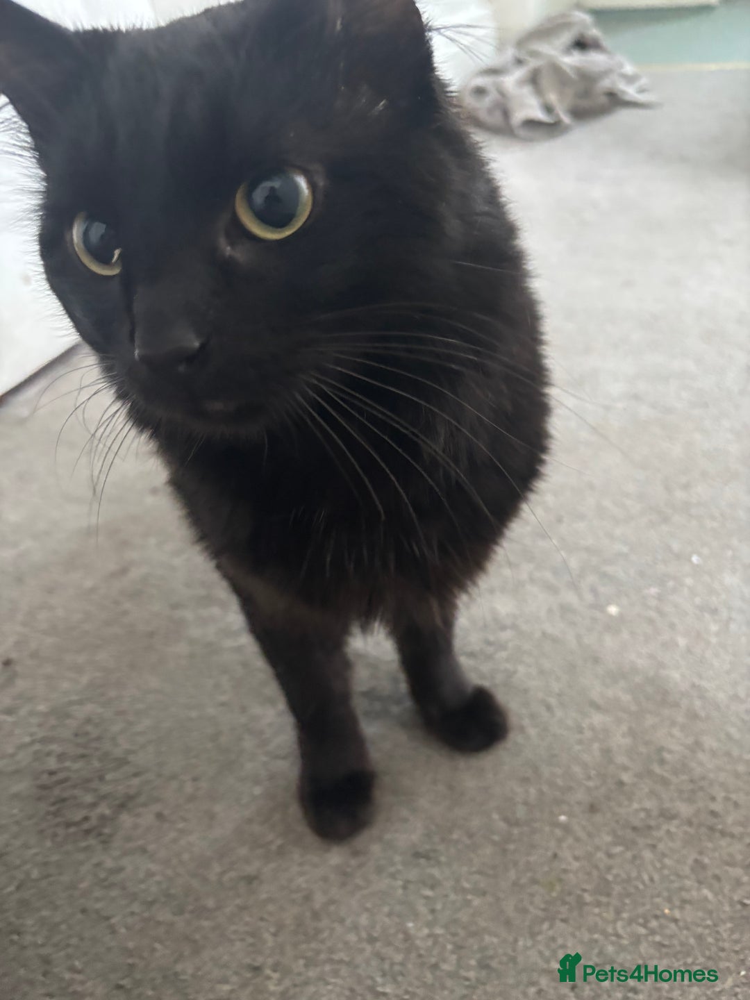 Maine Coon cats for sale: Flour - £50 - Advert 3