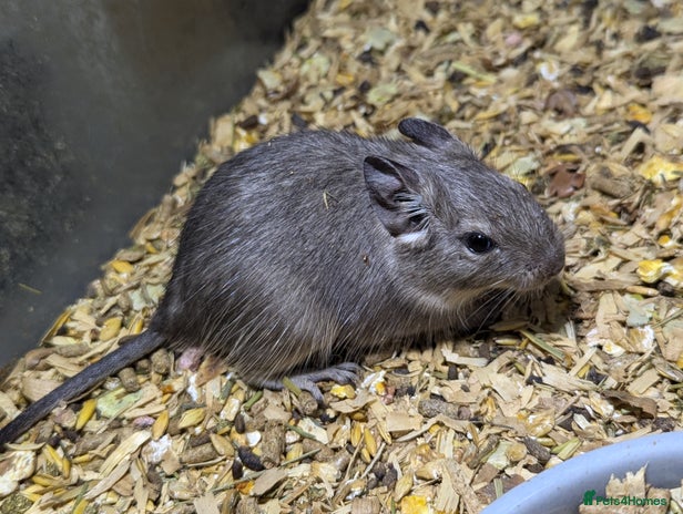 Degus rodents in Dudley - Advert 11