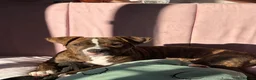Mixed Breed dogs for sale: Dog for sale  in Liverpool - Advert 5