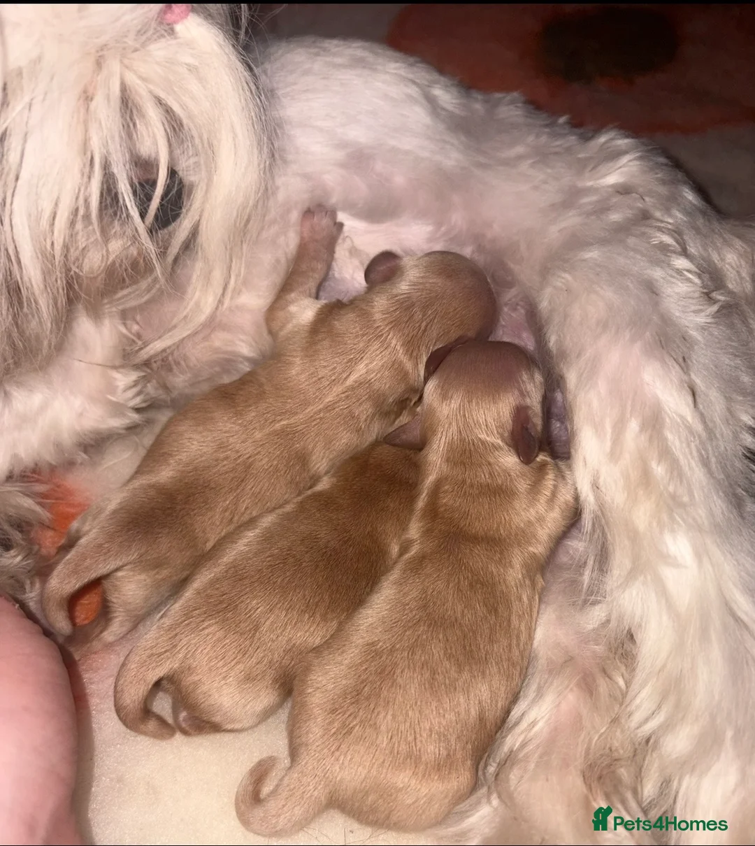 Maltipoo dogs for sale: exquisite Asian Maltipoo Puppies  - Advert 2