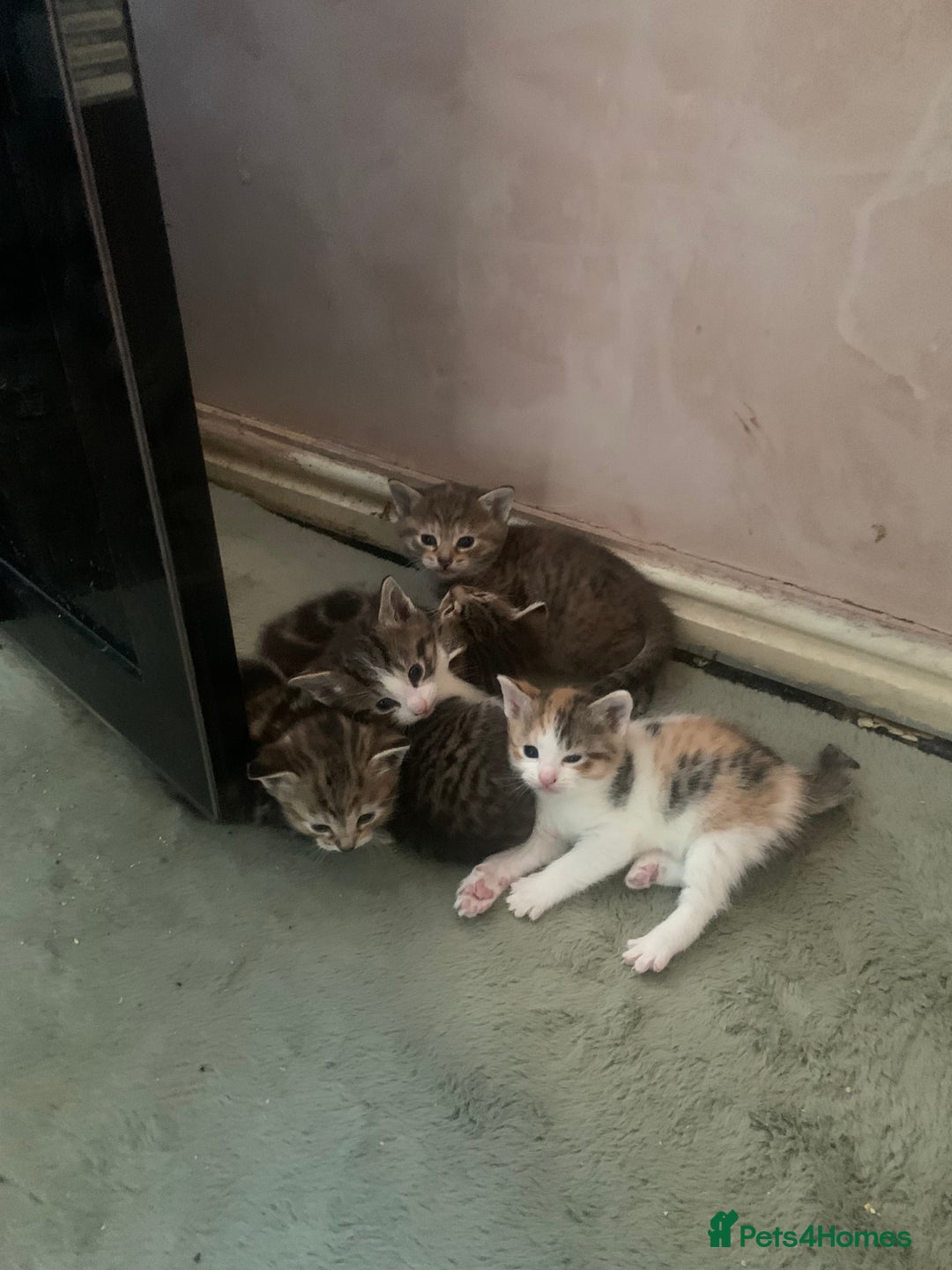 American Shorthair cats for sale: Cute American Shorthair Kittens 🐾 - Advert 7