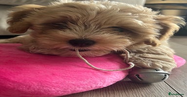 Maltipoo dogs - Advert 7