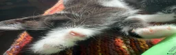 Mixed Breed cats for sale: Adorable kittens  - Advert 12