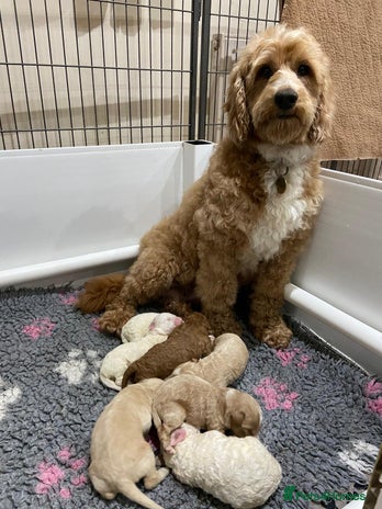 Double Doodle dogs - Advert 1