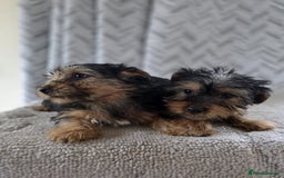 Yorkshire Terrier dogs for sale: Yorkshire terrier puppy  - Image 3
