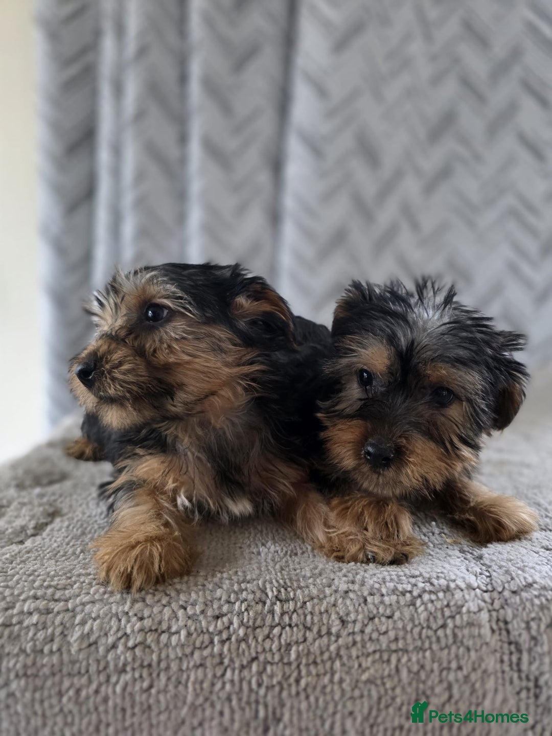 Yorkshire Terrier dogs for sale: Yorkshire terrier puppy  - Image 3