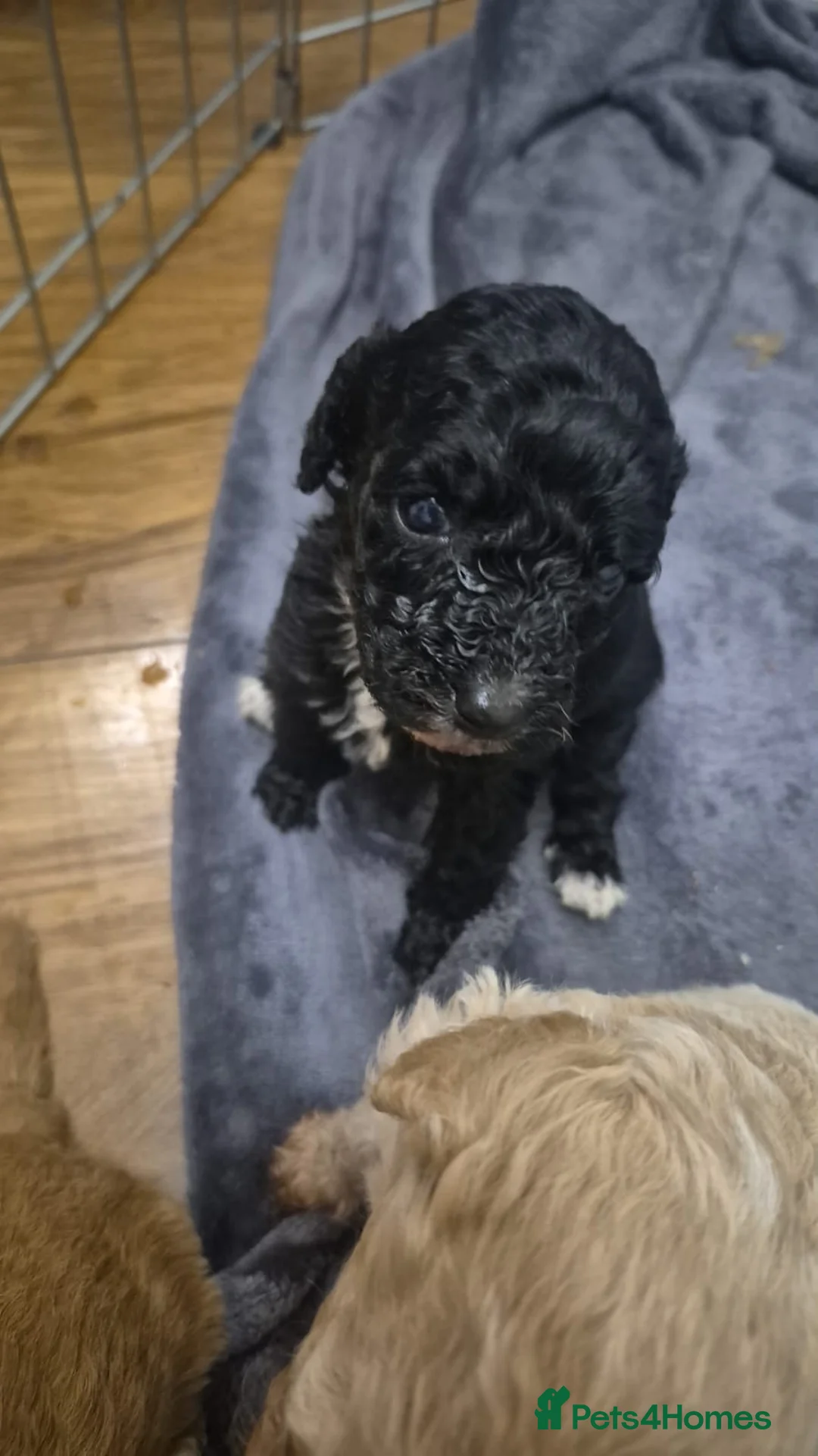 Sheepadoodle dogs for sale: Sheepadoodle  - Advert 5