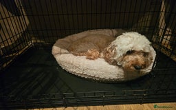 Cavapoo dogs for sale: Cavapoo Puppies  - Image 9