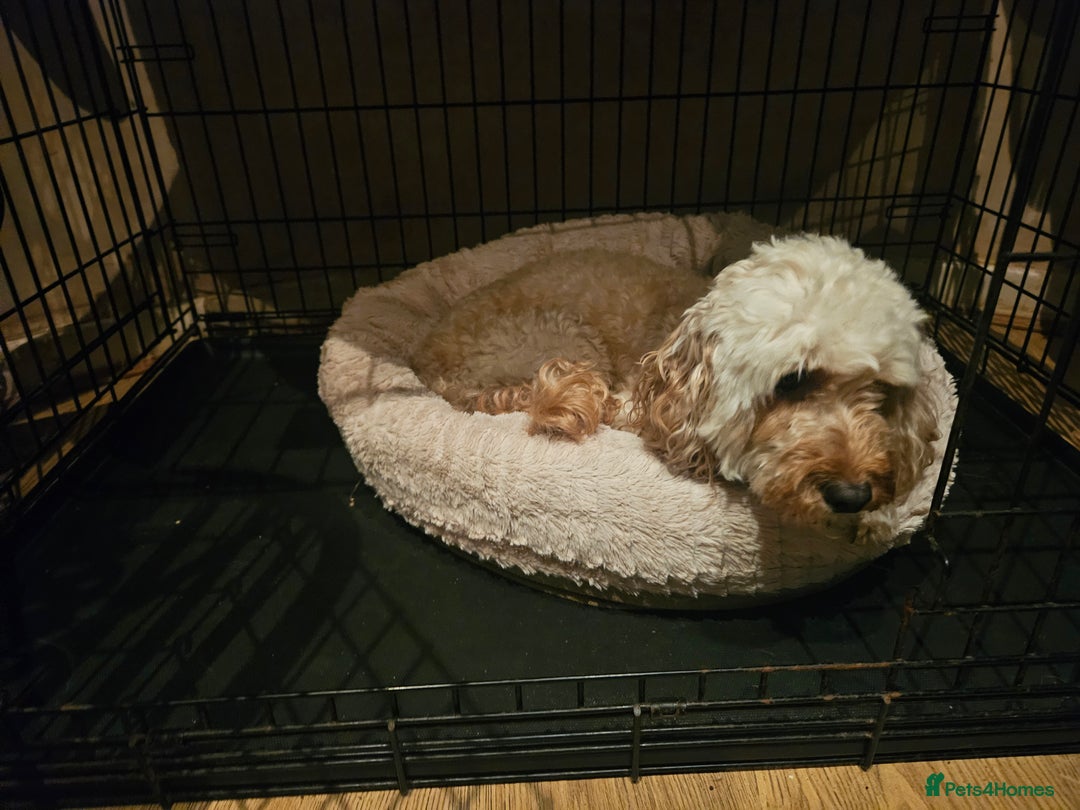 Cavapoo dogs for sale: Cavapoo Puppies  - Image 9
