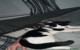 Ragdoll cats for sale: Family Cats - Image 4