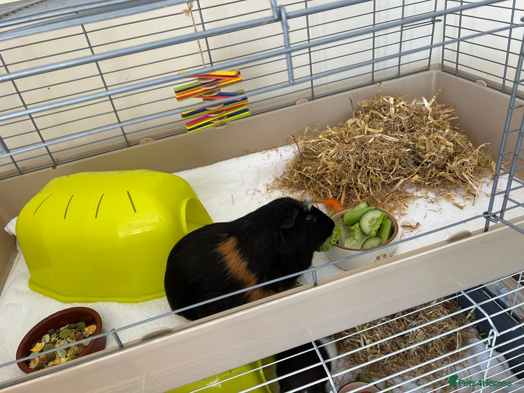 Guinea Pig rodents for sale: Re-homing Male guinea pigs x2 - Image 2
