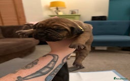 Cane Corso dogs for sale: Large Cane Corso pups - Advert 6