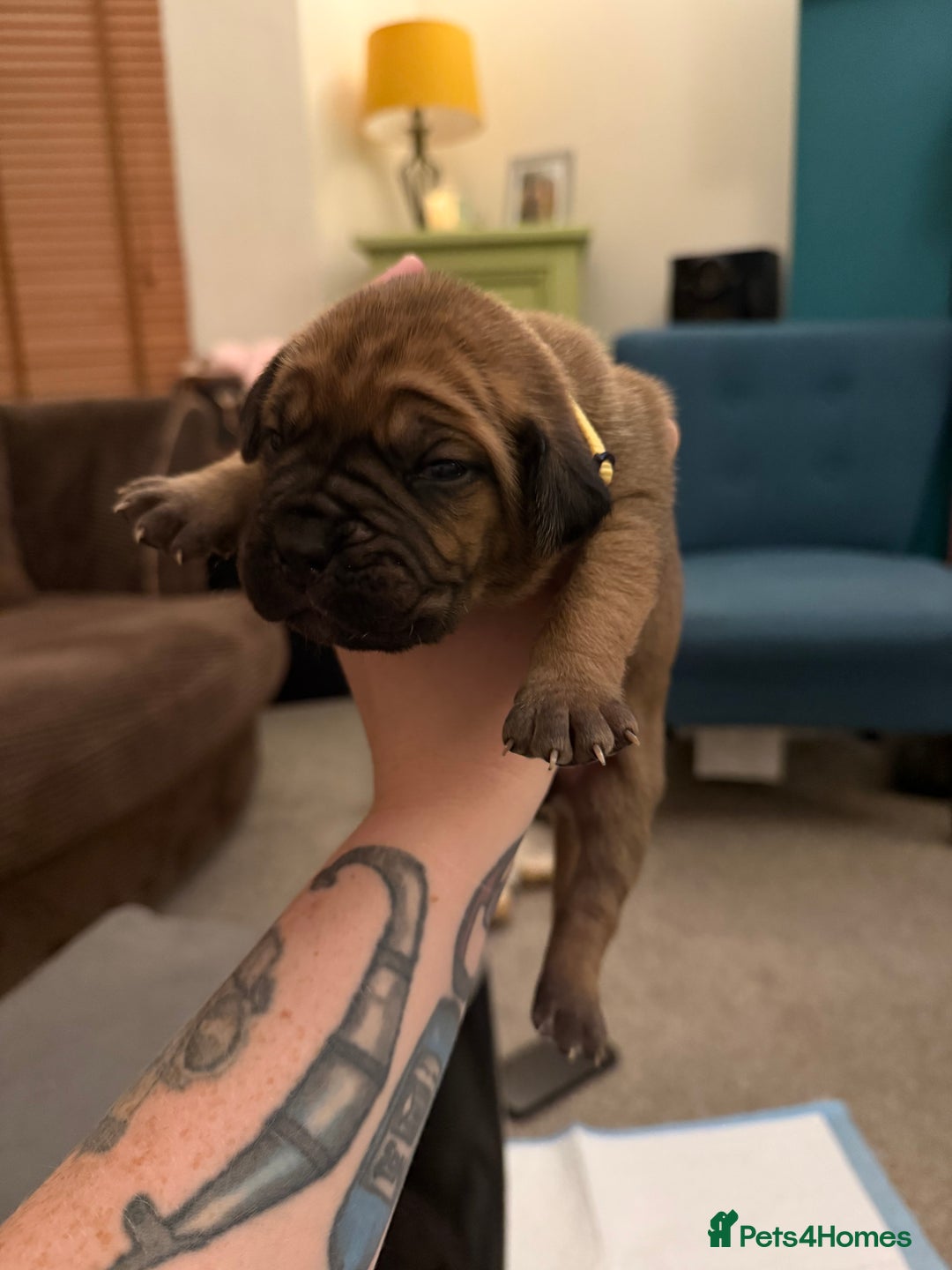 Cane Corso dogs for sale: Large Cane Corso pups - Advert 6