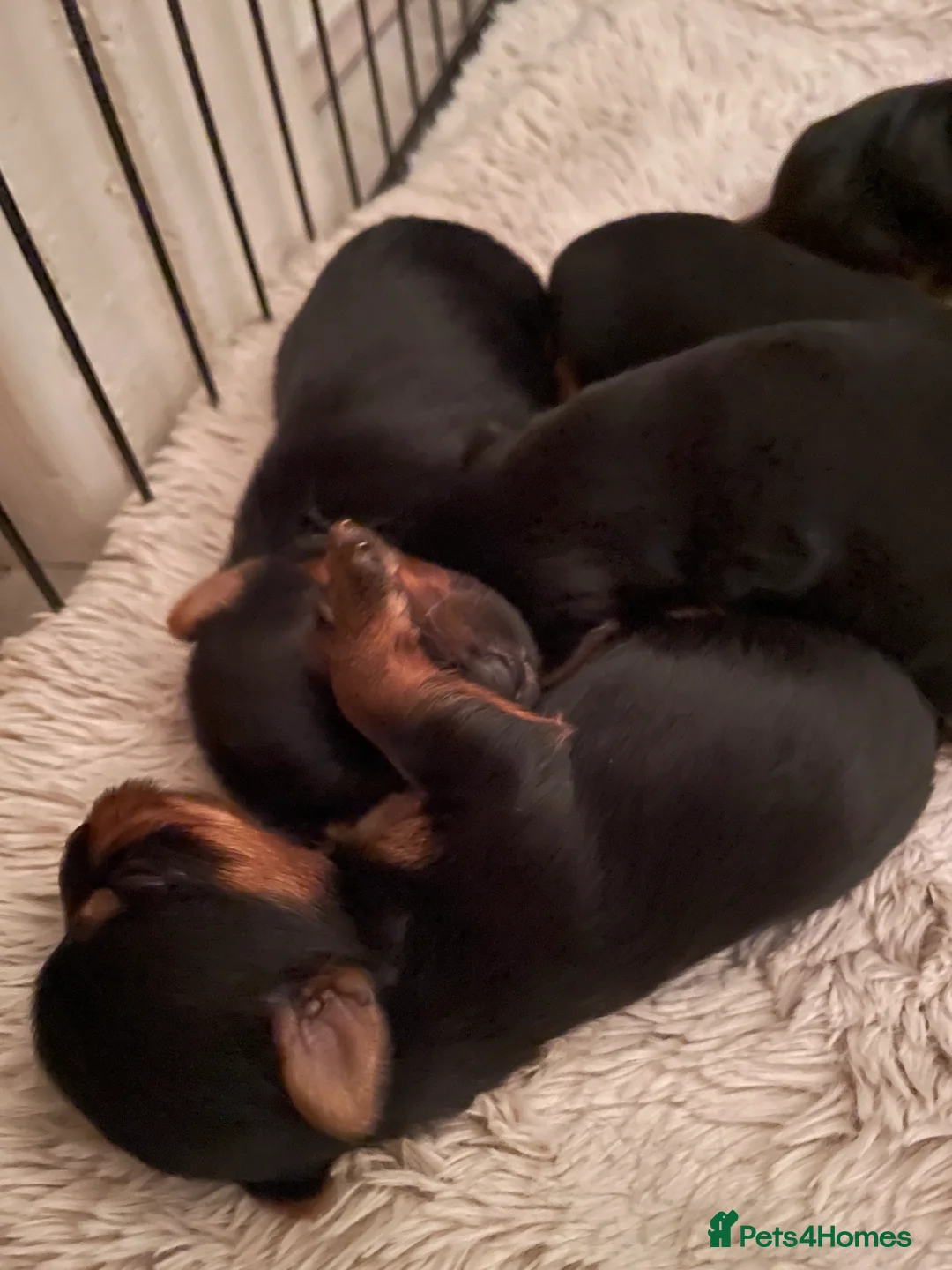 Yorkshire Terrier dogs for sale: PEDIGREE MINATURE YORKSHIRE TERRIER PUPS  - Advert 4