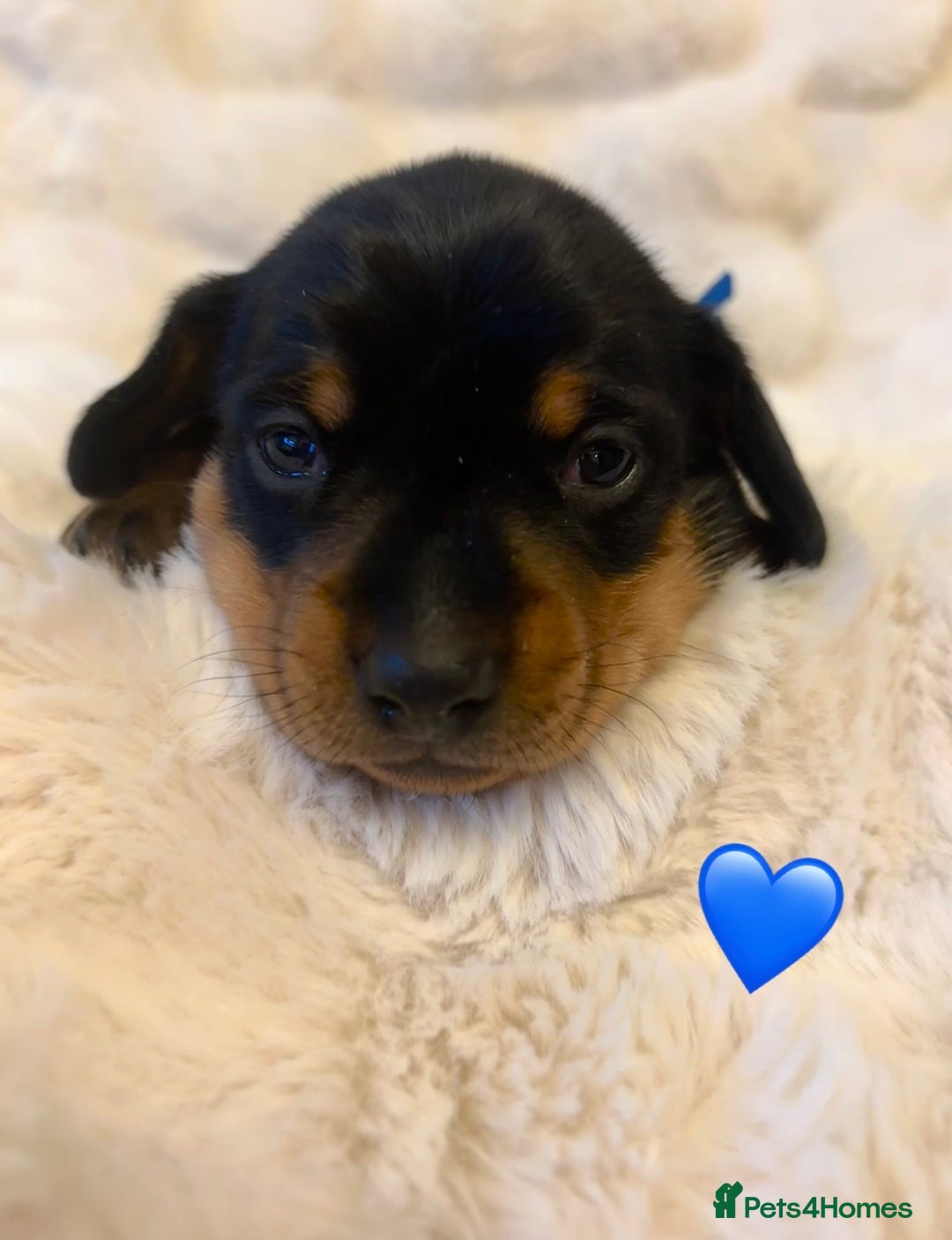 Miniature Dachshund dogs for sale: 🥇KC Registered Miniature Dachshunds Champion Line - Advert 13