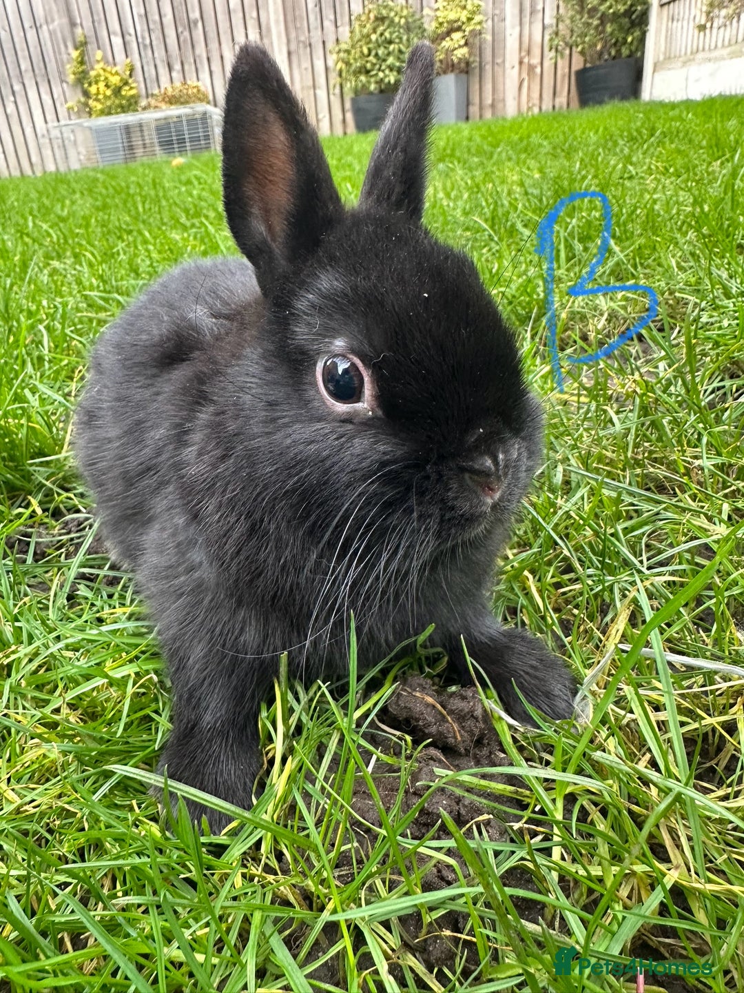 Netherland Dwarf rabbits for sale: Netherland Dwarf Rabbits For Sale  - Advert 10