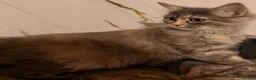 Siberian cats for sale: NEW LITTERS imported lines Siberian kittens - Advert 2