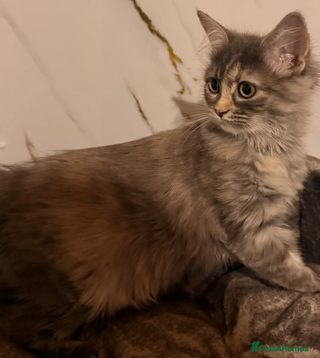 Siberian cats for sale: NEW LITTERS imported lines Siberian kittens - Advert 2