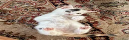 Turkish Angora cats for sale: Kittens for sale - Advert 4