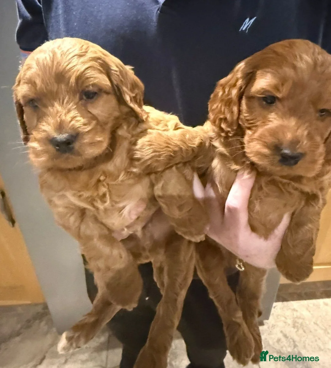 Cocker Spaniel dogs for sale: Cocker Spaniel Puppies - Advert 16