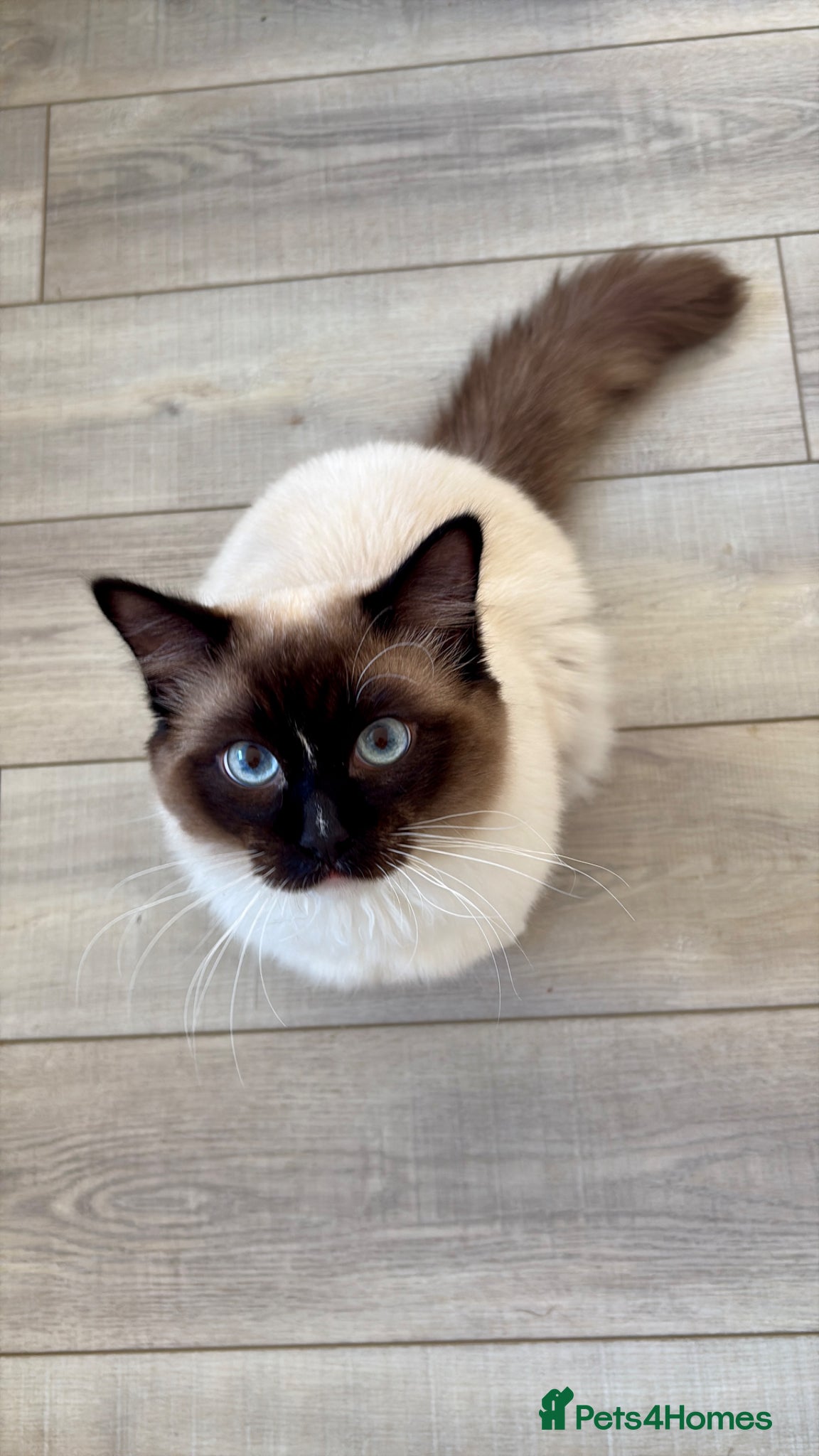 Ragdoll cats Ragdoll Stud - Advert 1