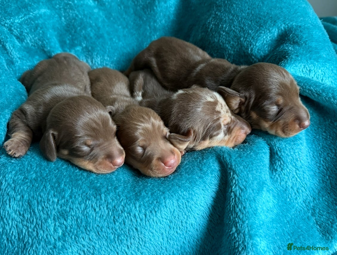 Miniature Dachshund dogs Kennel Club Mini Dachshunds  - Advert 17
