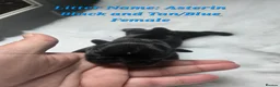 French Bulldog dogs for sale: BRAND NEW FRENCH BULLDOG PUPPIES BORN 9TH MAY - Advert 9