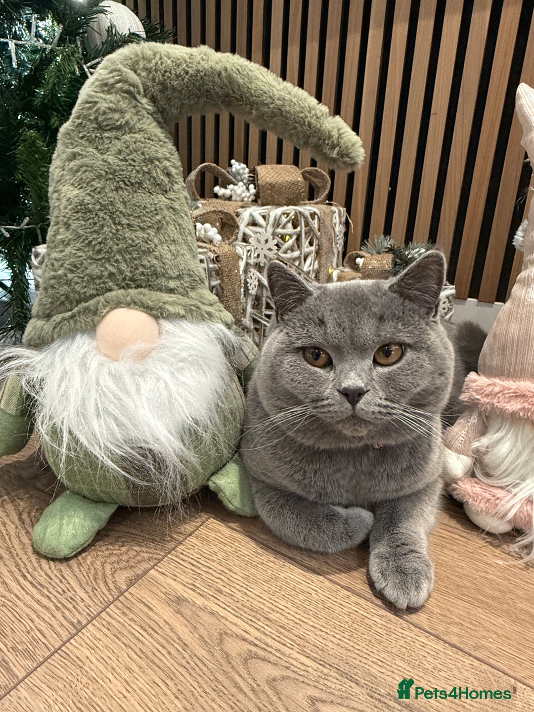 British Shorthair cats for stud: British Shorthair male –  stud available - Advert 3