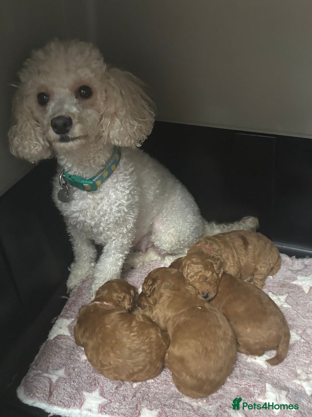 Toy Poodle dogs for sale: Kc reg Dna Tested Toy Poodle Puppies  - Advert 2