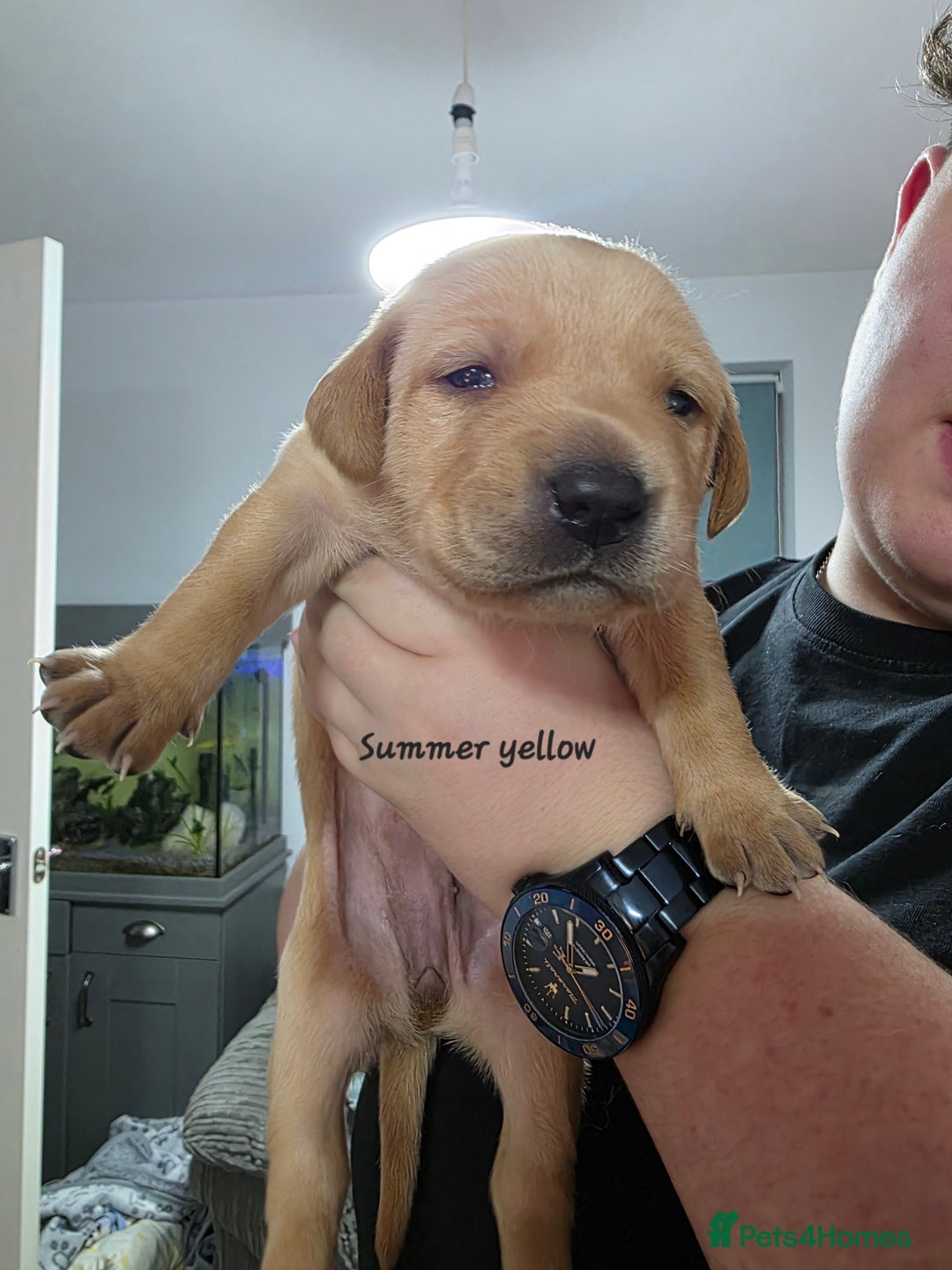 Labrador Retriever dogs for sale: Gorgeous Labrador puppies - Advert 23