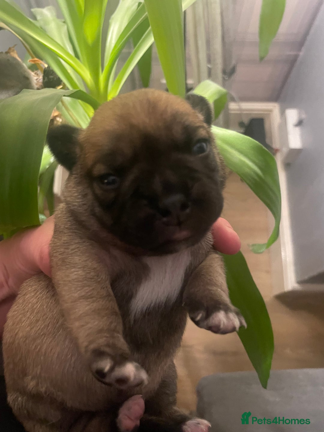 Jug dogs for sale: Jug pups  - Advert 3