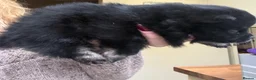 Pomchi dogs for sale: Stunning super friendly laidback little girl  - Advert 4
