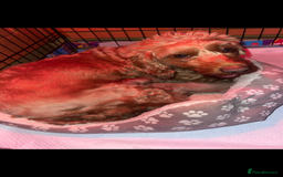 Cockapoo dogs for sale: Adorable 🐶 Cockapoo Pups 🐶 x6 Ready for new home - Advert 18