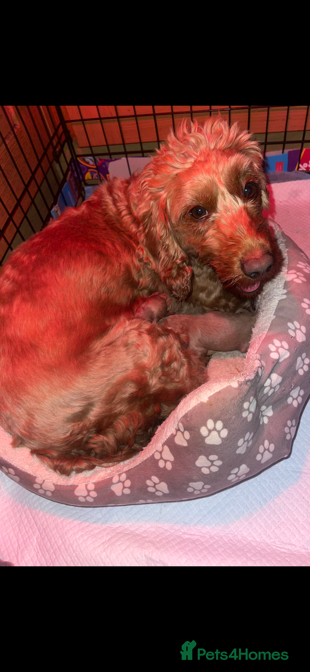 Cockapoo dogs for sale: Adorable 🐶 Cockapoo Pups 🐶 x6 Ready for new home - Advert 18