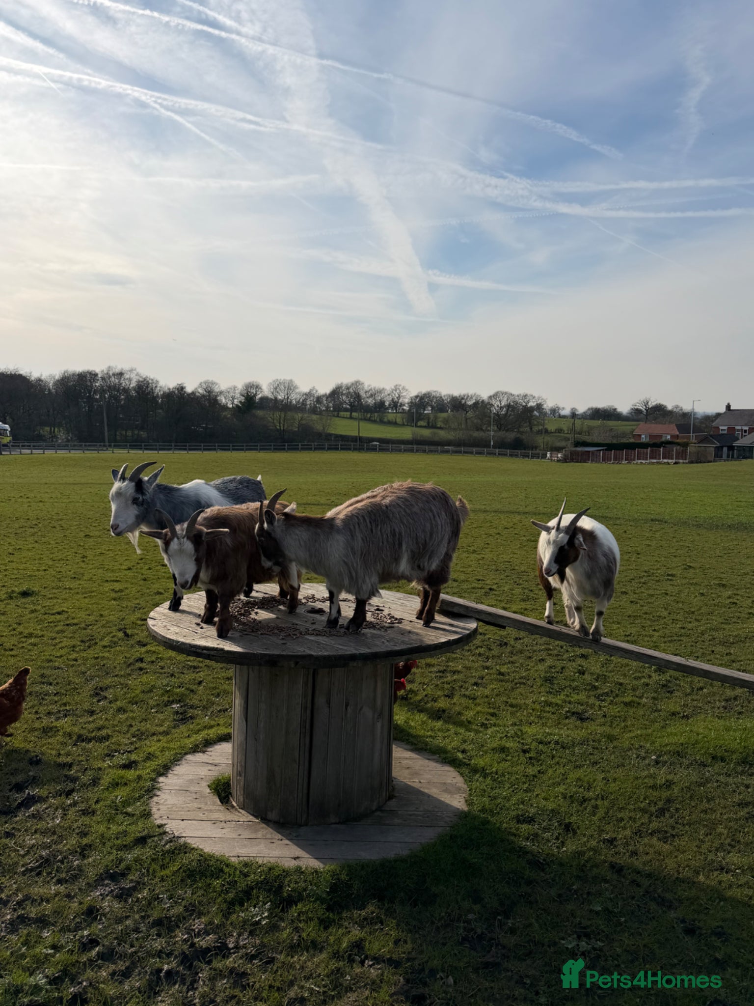 Goats livestock 4 nanny pigmy goats  - Advert 12