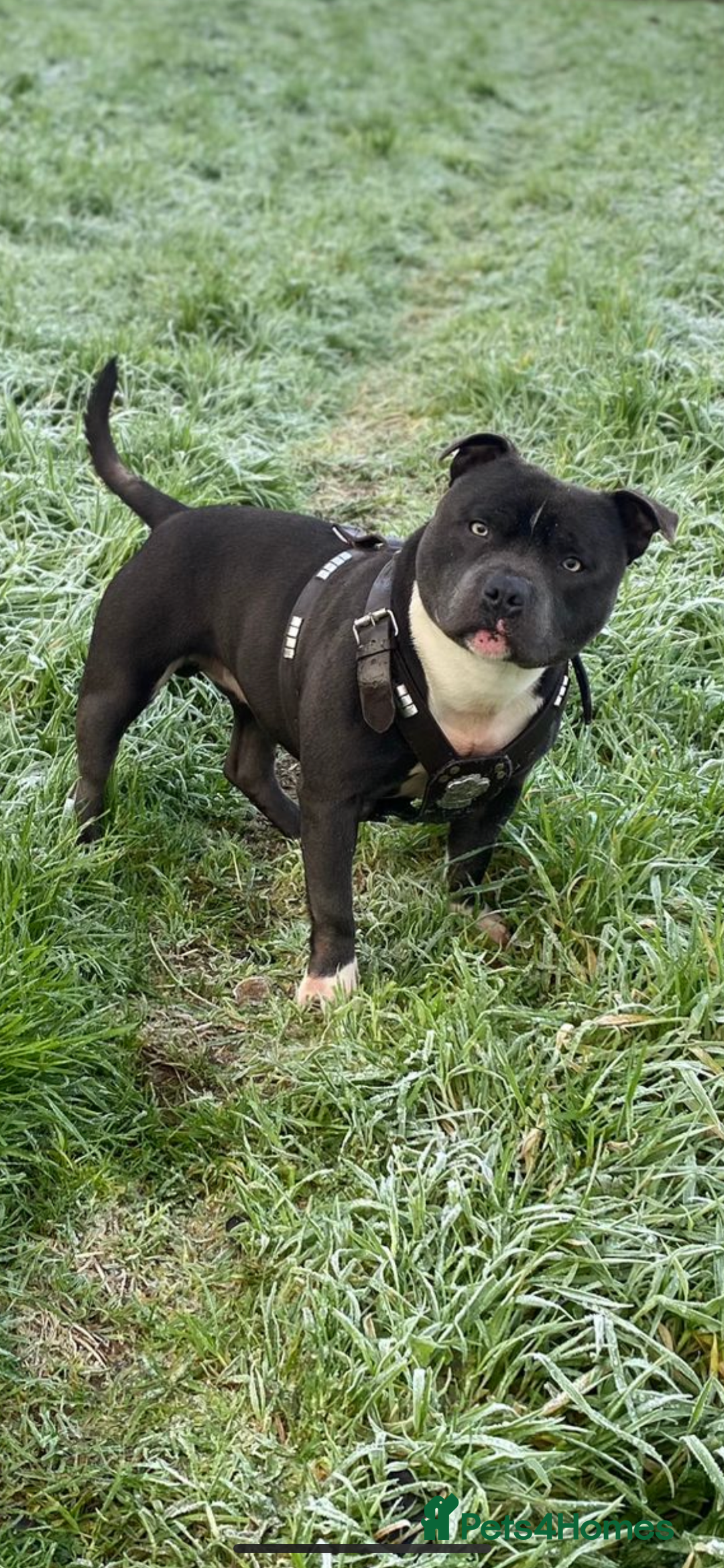 Staffordshire Bull Terrier dogs for stud: STORM - Image 5