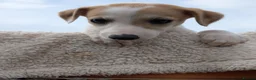 Whippet dogs for sale: Stunning whippet puppies  - Advert 15