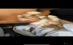 Mini Lop rabbits for sale: Buck  - Advert 2