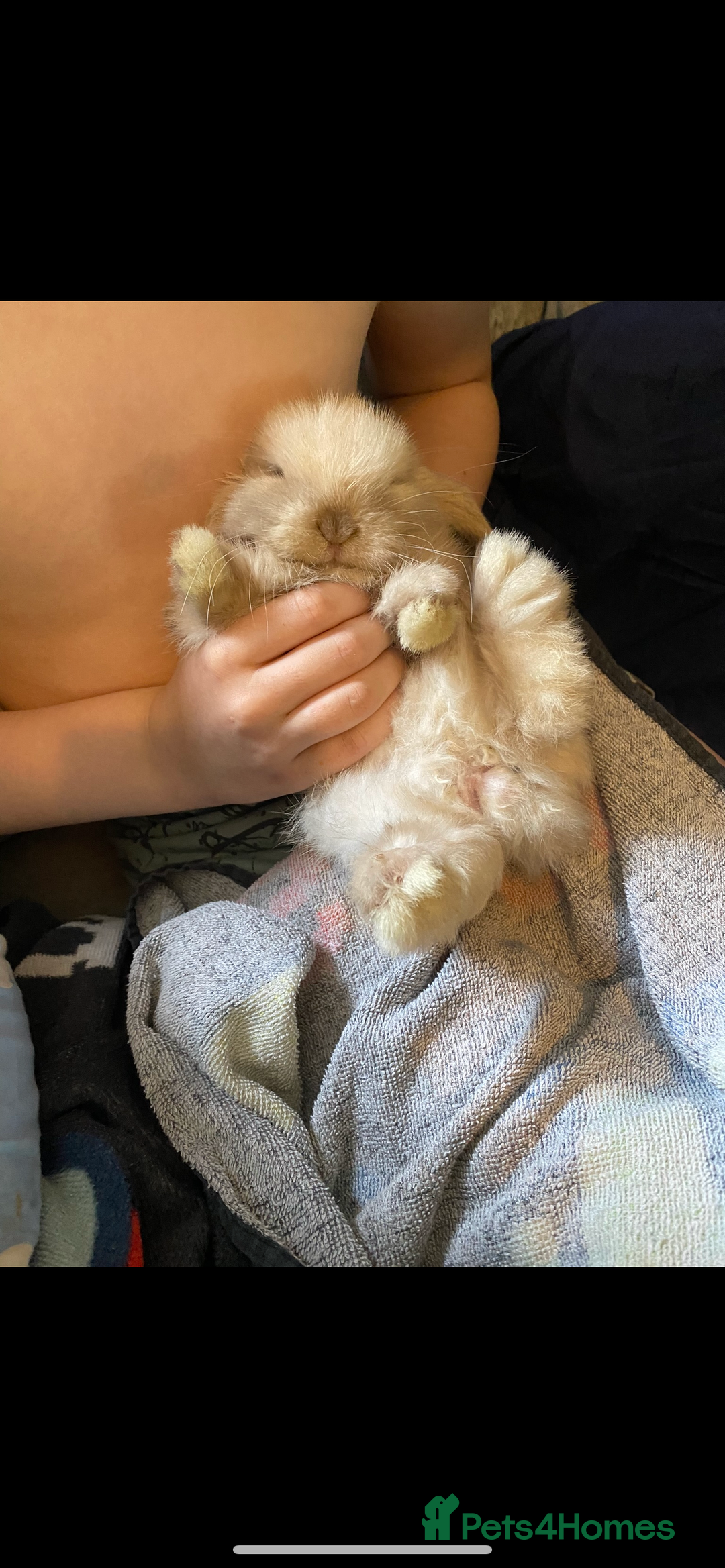 Mini Lop rabbits for sale: Buck  - Advert 2