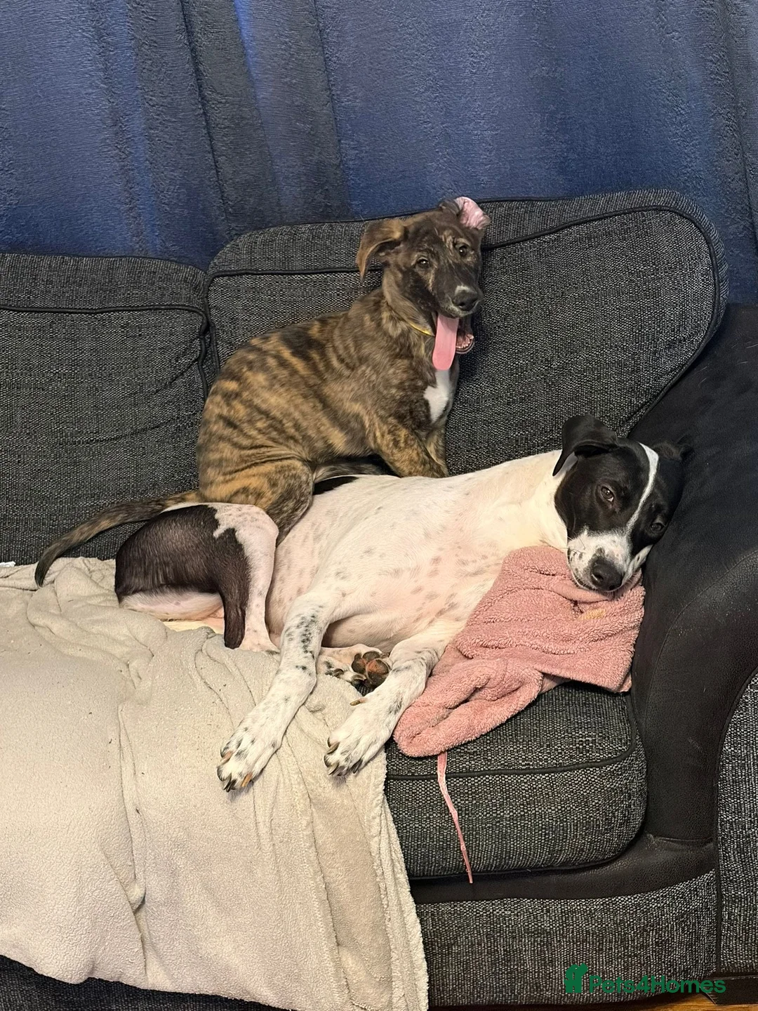 Mixed Breed dogs for sale: Nova  in Derby - Advert 10