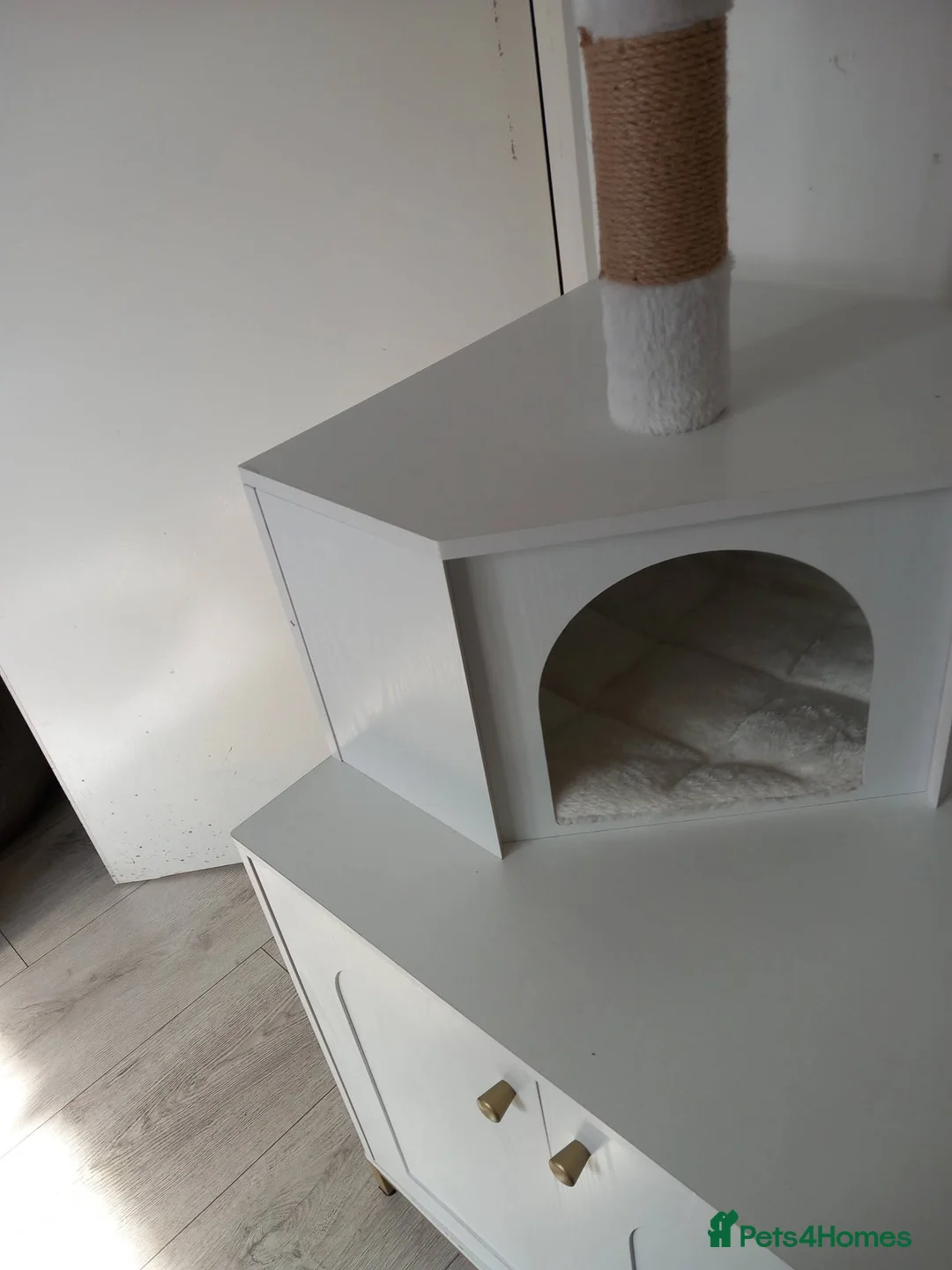 Ragdoll cats for sale: Female ragdoll  - Advert 2