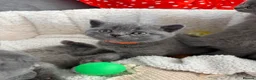 British Shorthair cats for sale: REDUCED GCCF active, 5 gen championship BSH - Advert 7
