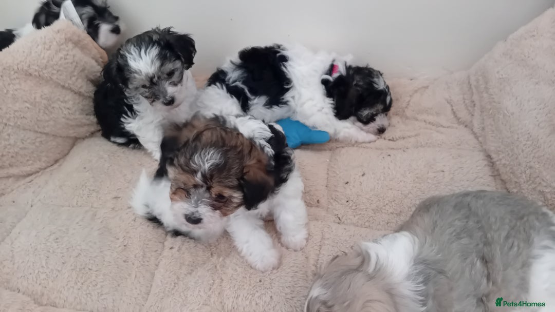 Mixed Breed dogs for sale: Adorable puppies  - Image 2